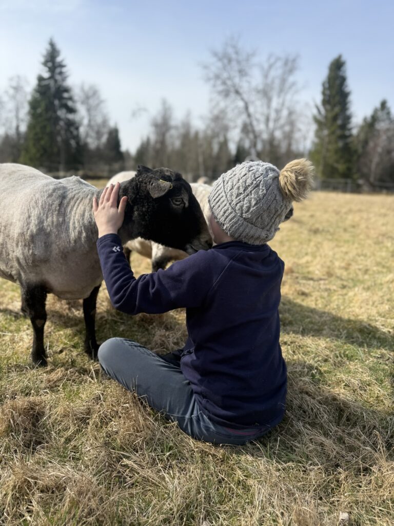 Eldra Harmony - Sheep behind the woll