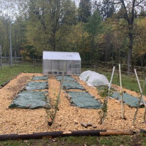 Tarot reading for your site - permaculture